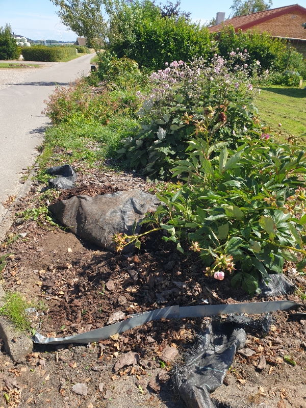 Fjernelse af stauder og stubbe