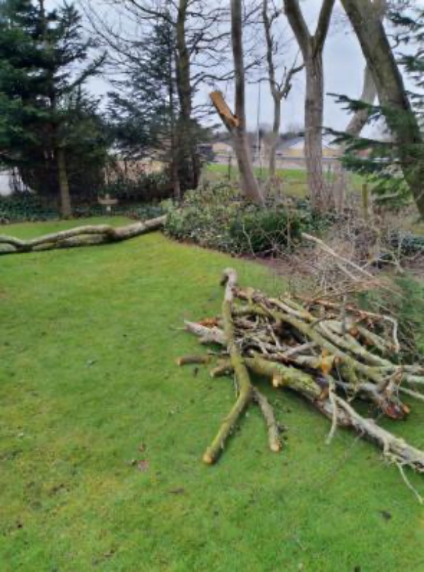 Beskæring/skovning af væltede træer
