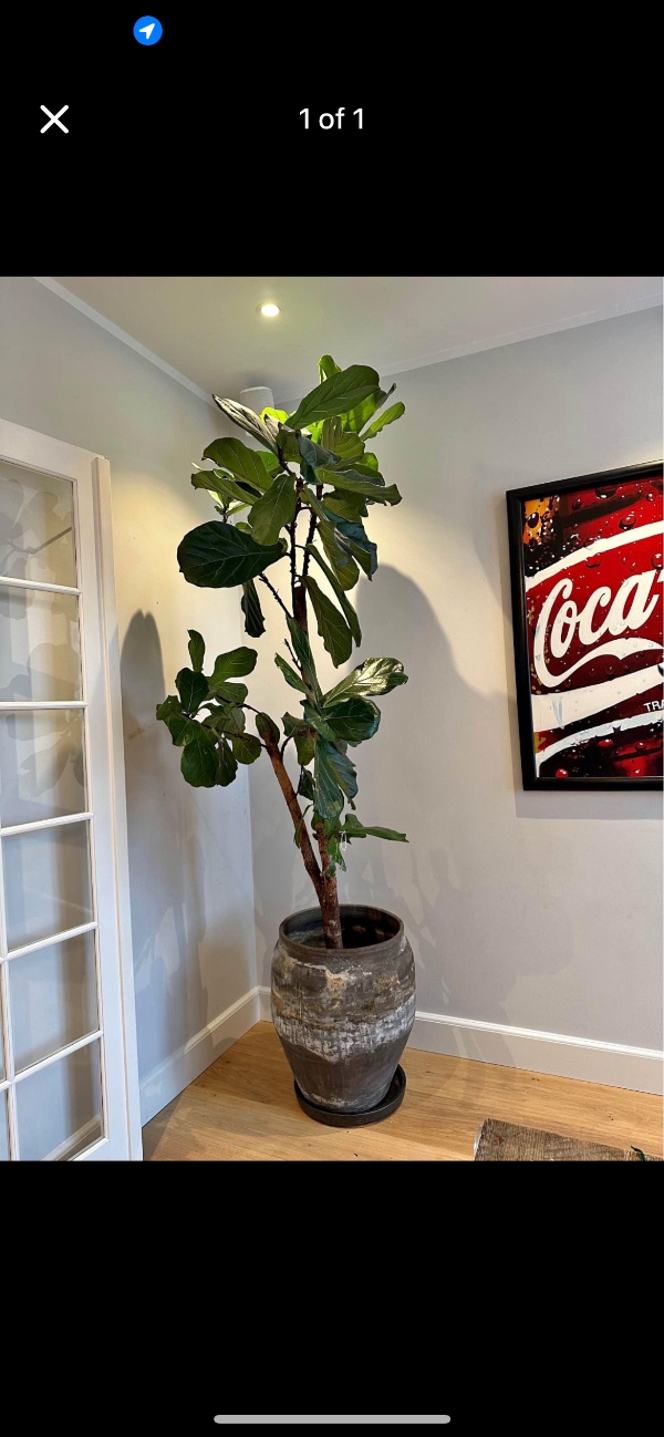 Afhentning af to stor plante med krukke, der er kun 1km fra afhentningsted til leveringsted