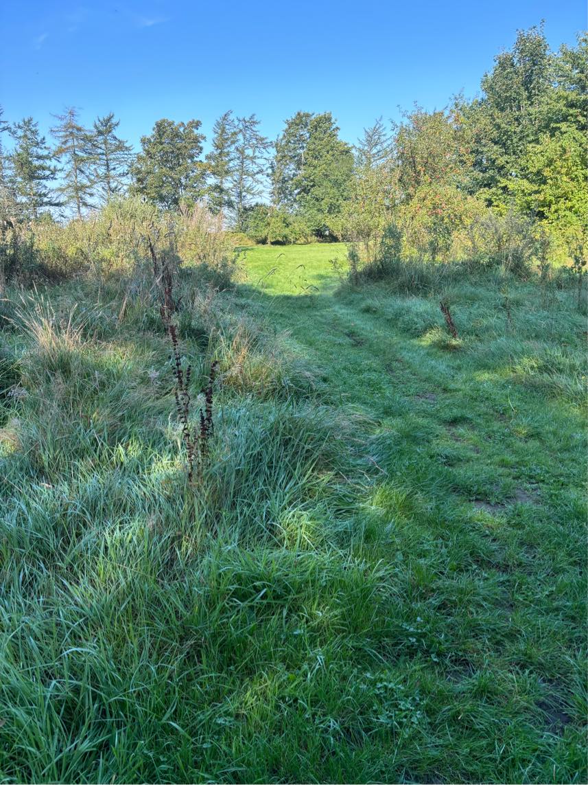 Havearbejde fældning af små og store træ