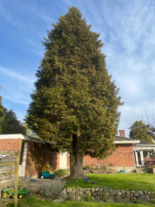 Fældning af træ plus 2 x stubfræsning