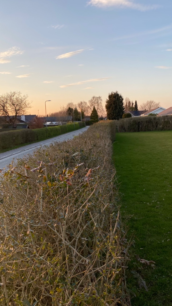 Beskæring af 30 meter hæk