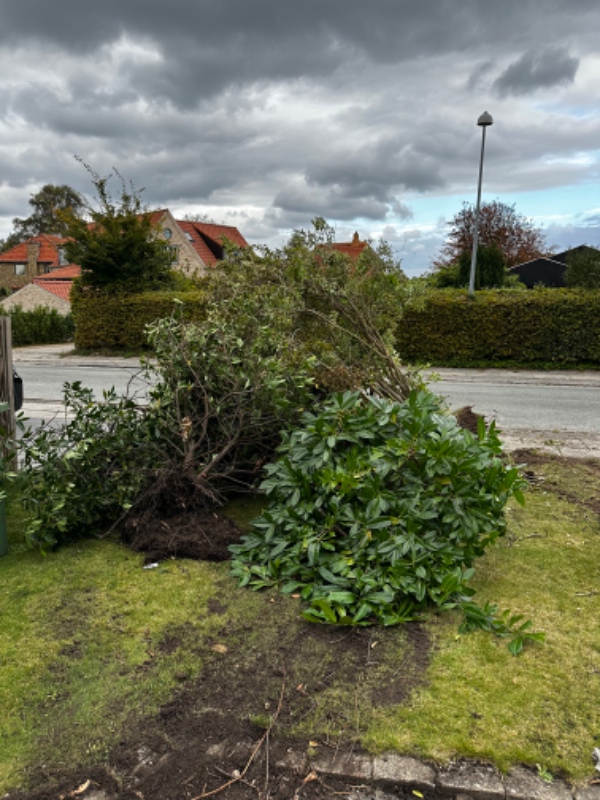Fjernelse af opgravet buske og træ til genbrugsstation