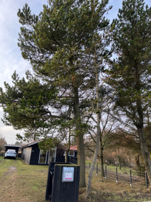 Fældning af 10 større fyr og Gran træer