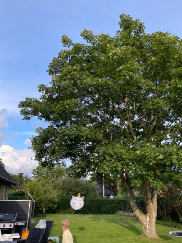 Beskære stort ahorntræ i haven