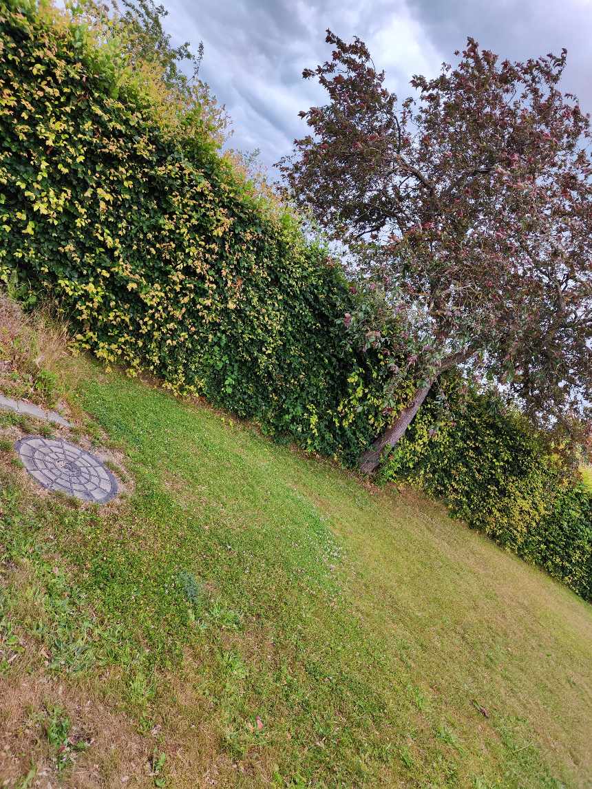 Hækkeklipning inkl. bortkørsel