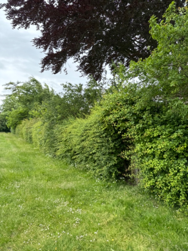 Hækklipning af stor grund