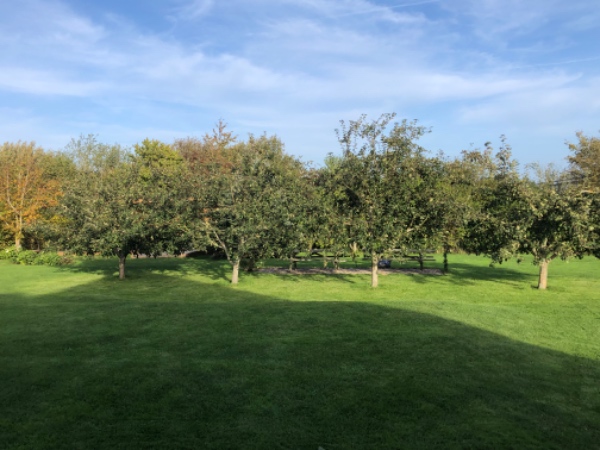 Klippet 4 (små 10 år gamle) æbletræer af en, der har forstand på det