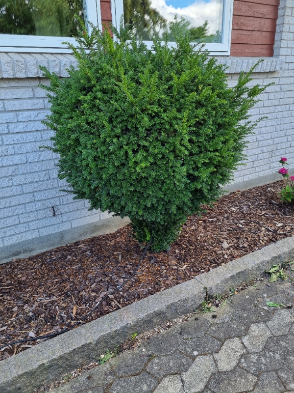 Klippet hæk og trimmet 4 små buske