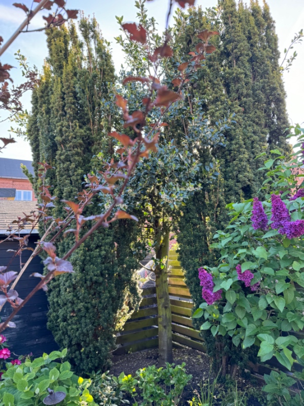 Beskæring af træer