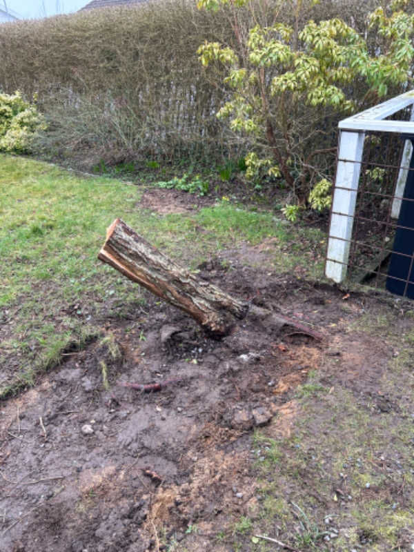 Fjerne træ stump med rødder