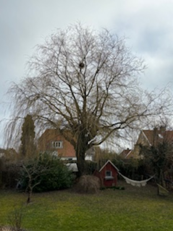 Jeg har en stor hængepil, der skal ha' skåret noget af toppen samt to store grene af nederst på stammen på hver side.