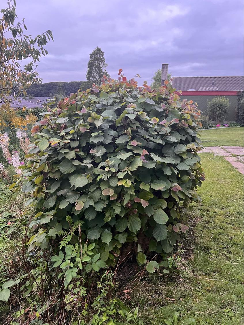 Fjernelse af tre buske