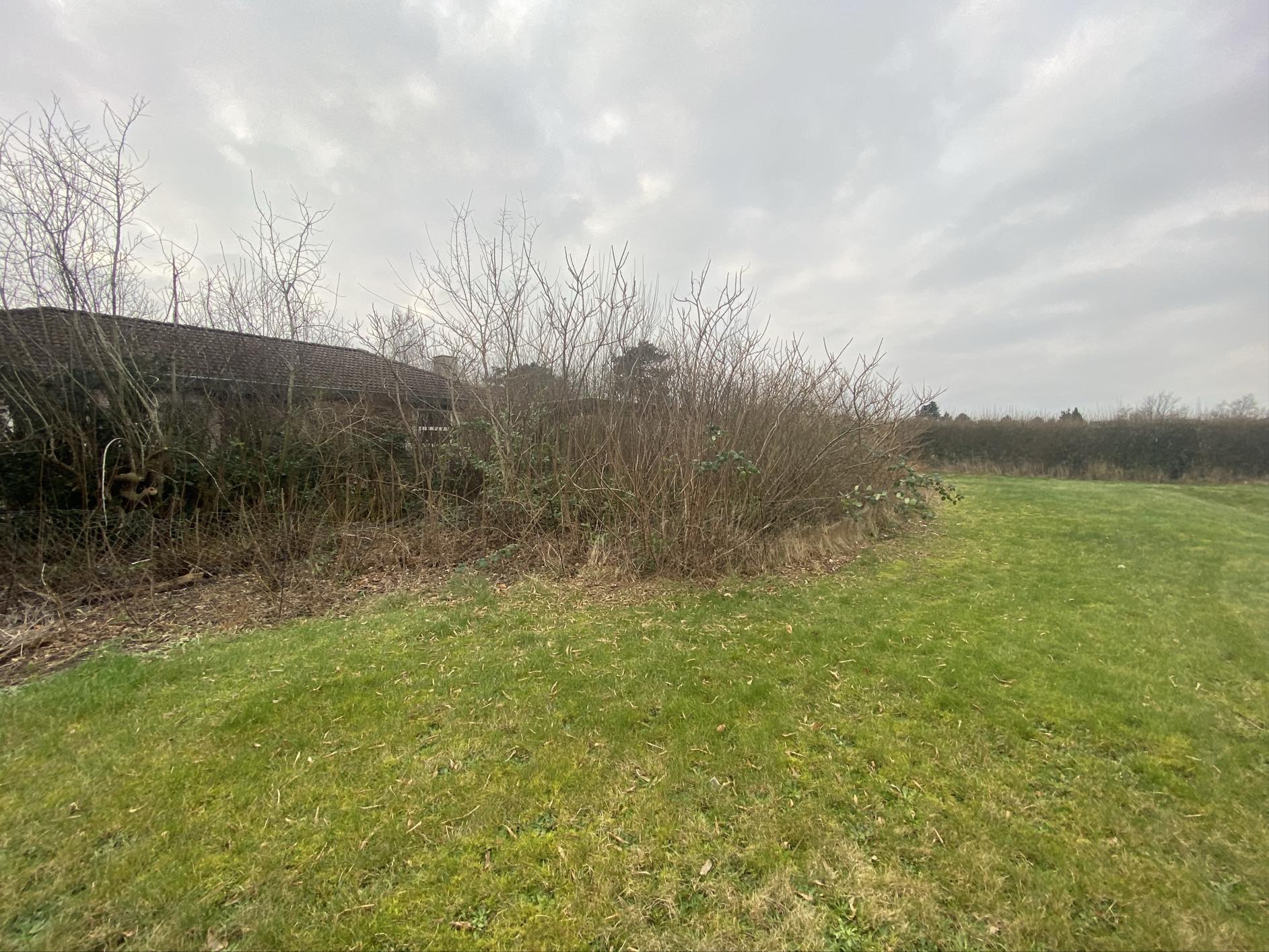 Haverenovering inkl træfældning