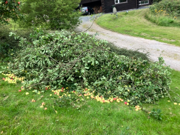 Afhentning af grene fra æbletræ