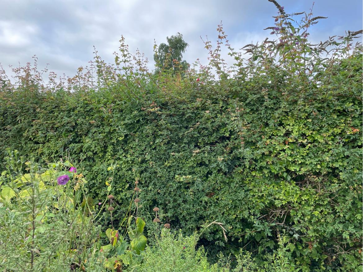 Fælde mindre træer og klippe hæk