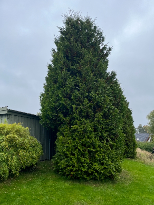 Beskæring af 7 thujaer