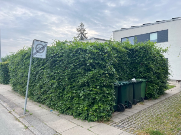 Bøgehæk klipning og grenfjernelse