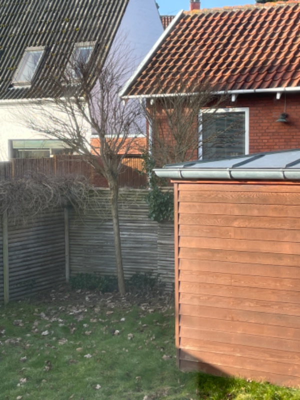 Beskæring kugleakacie