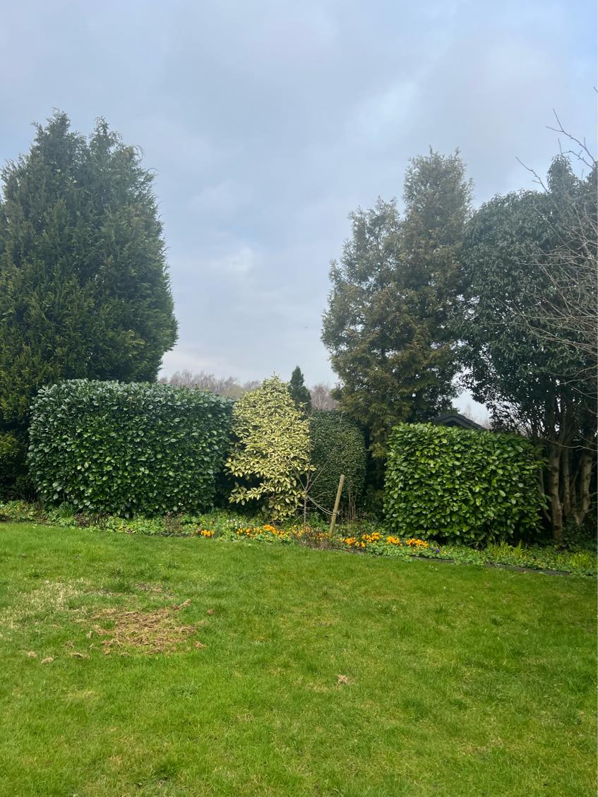 Klipning af hække, og æbletræer. Hjælp til ændring i haven