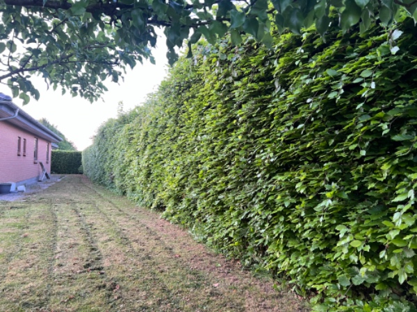 Klipning af bøgehæk