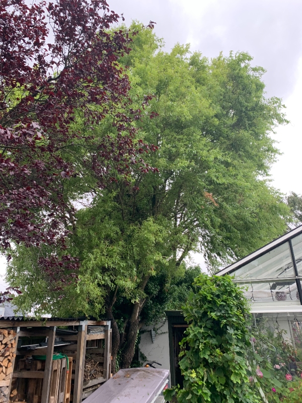 Fældning af 1 stk. piletræ, 6-8 m i højden.