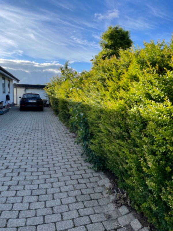 Fjernelse af 25 m hæk