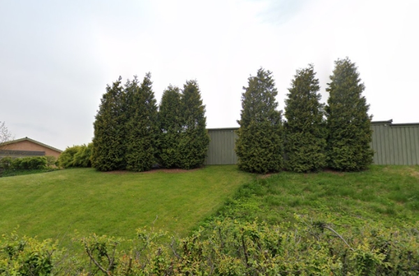 Beskæring af 7 thujaer