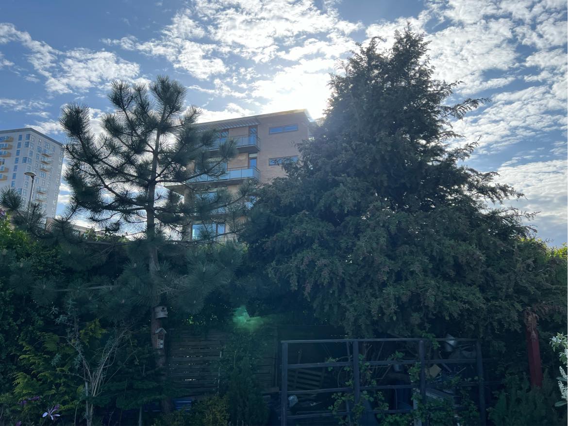 Beskæring af træer