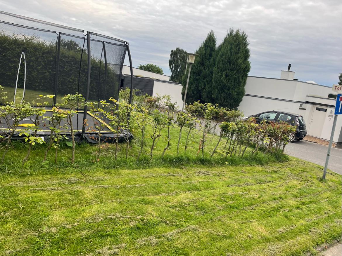 Fjerne 25 meter ukrudt under hæk