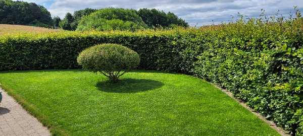 Klipning af bøgehæk
