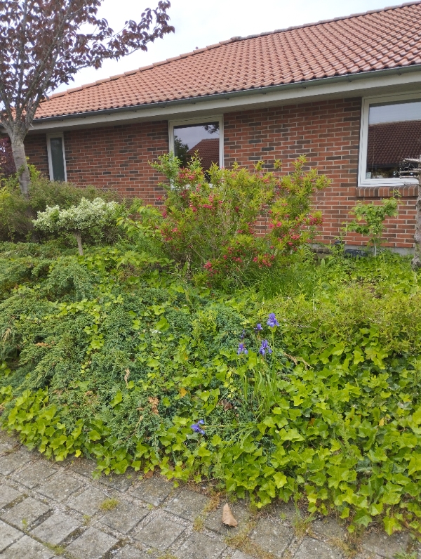 Fjernelse og anlægning af bed