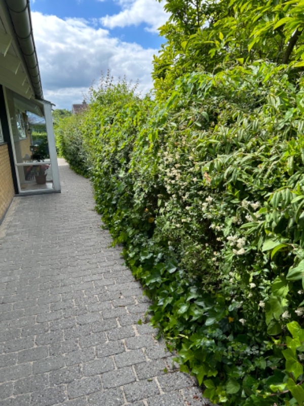 Hækklipning og bortskaffelse