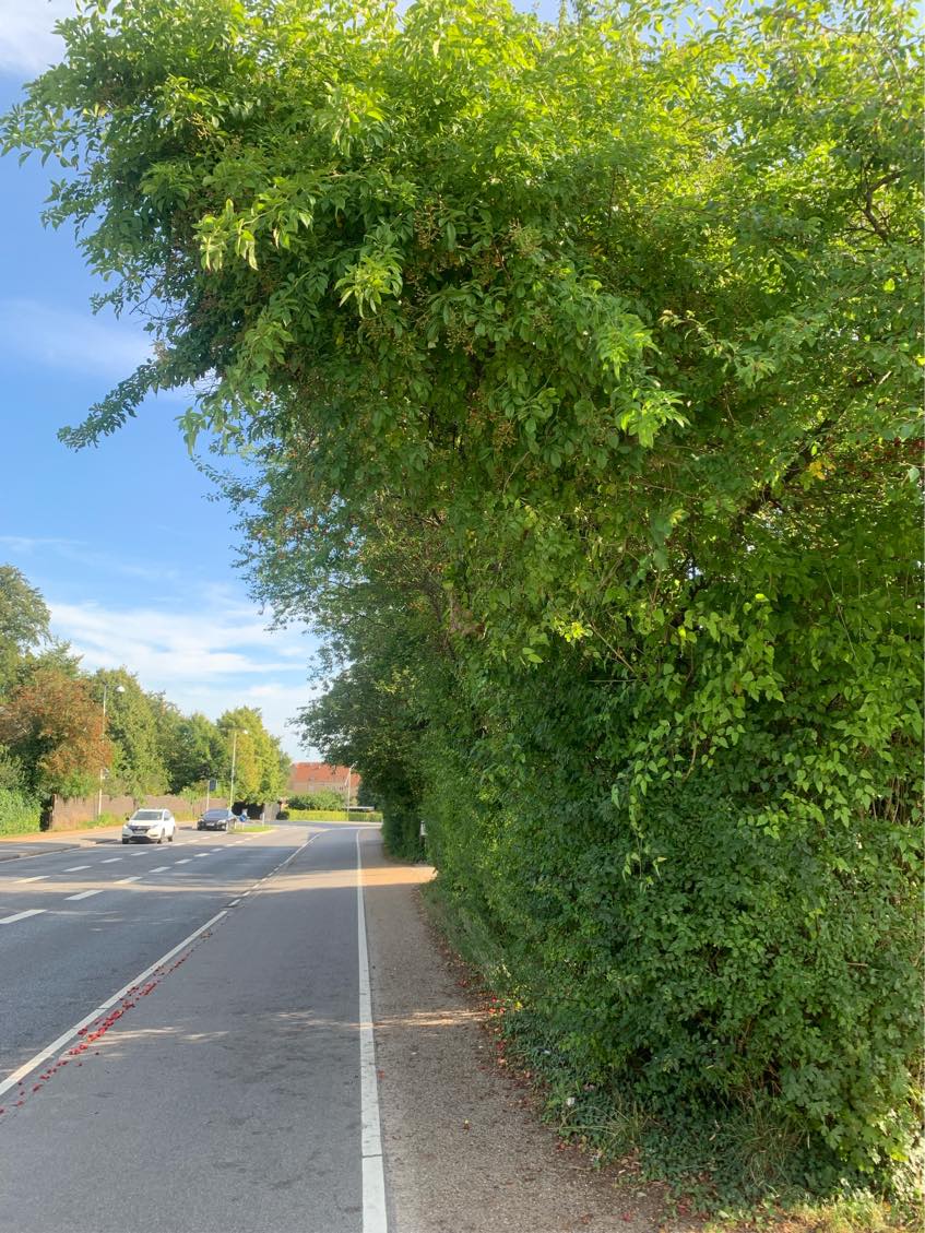 Beskærng af hæk og træer