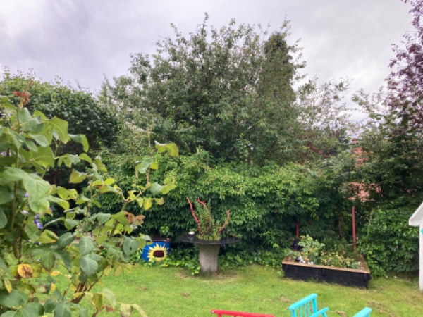 Besigtigelse af haven med henblik på beskæring af buske og træer. Evt. fældning