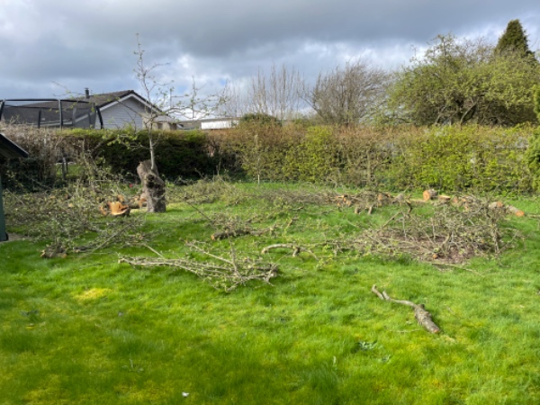 Bortkørsel af grene fra fældning at to æbletræer.