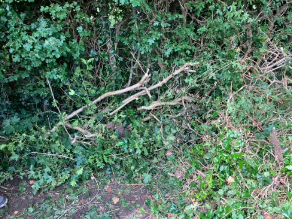 Bortskaffelse af havelåge og hækaffald