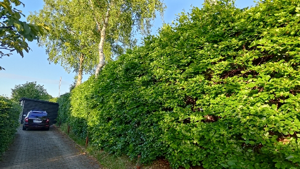 Klipning og bortskaffelse af hæk