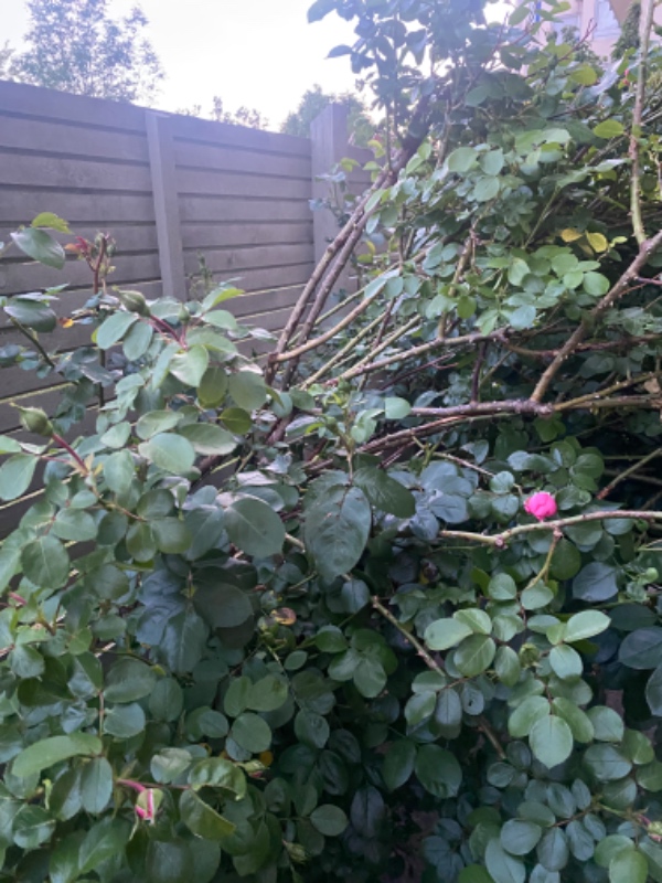 Beskæring af stor rosenbusk