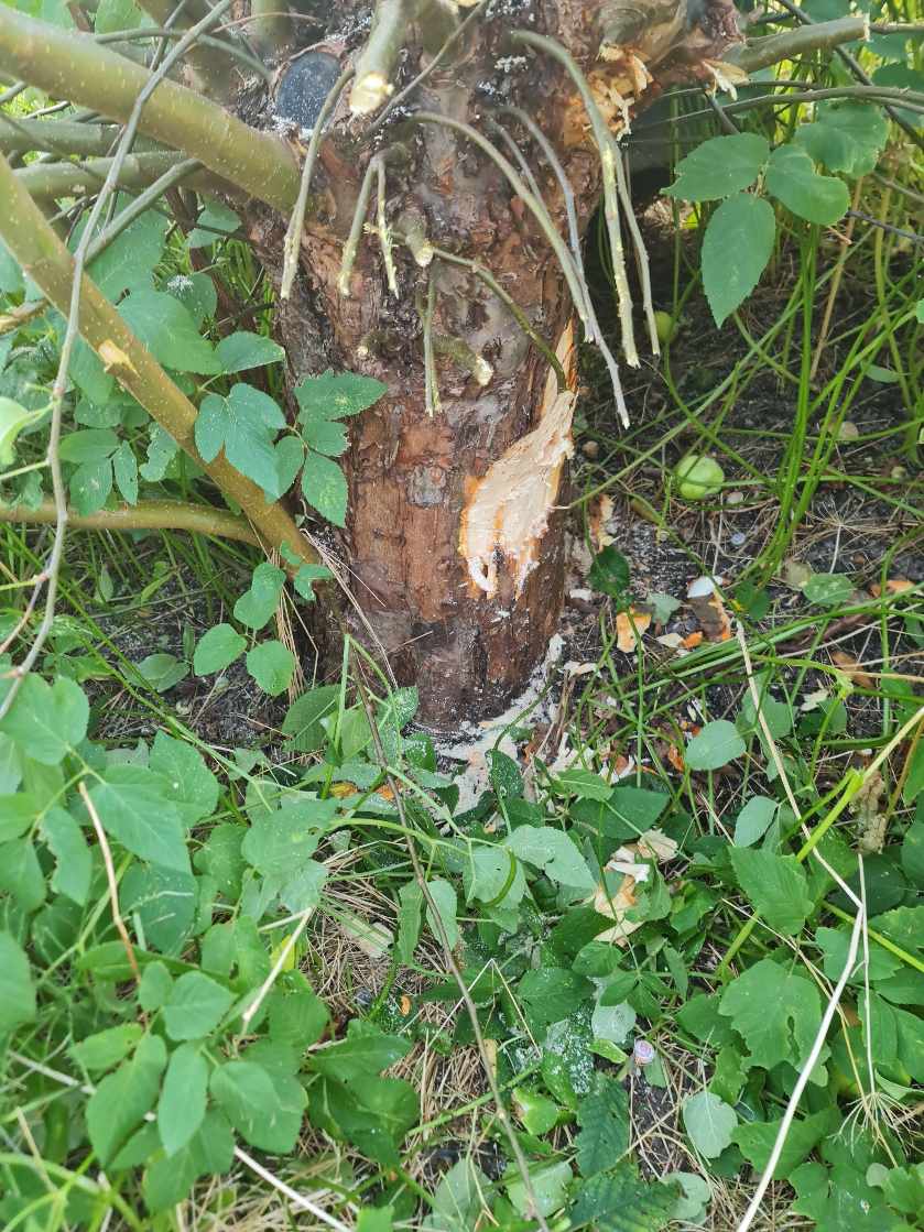 Æbletræ stamme skæres  ned