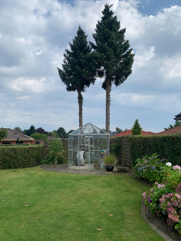 Fældning af 2 træer i villahave