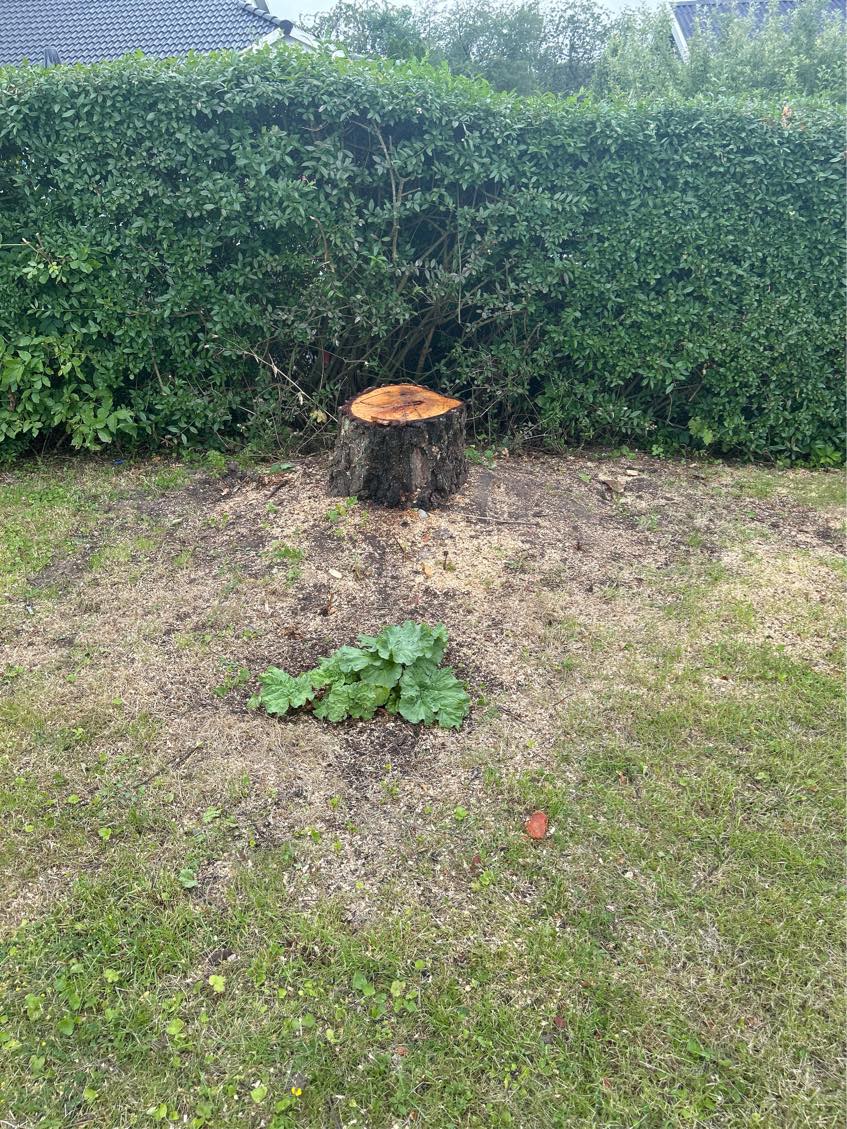 Rodfræsning af 2 stubbe