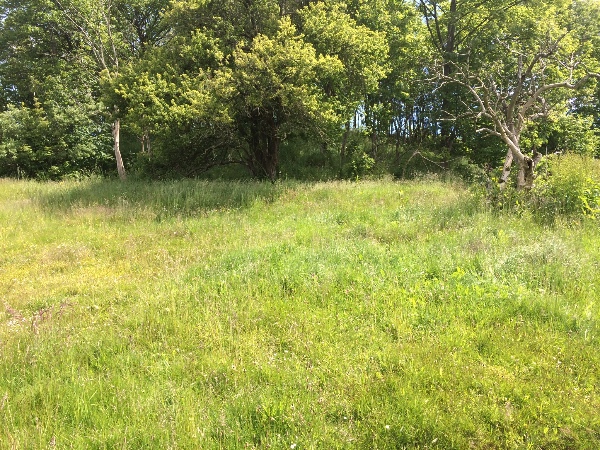 Træfældning 25 størrer træer på skrånende grund