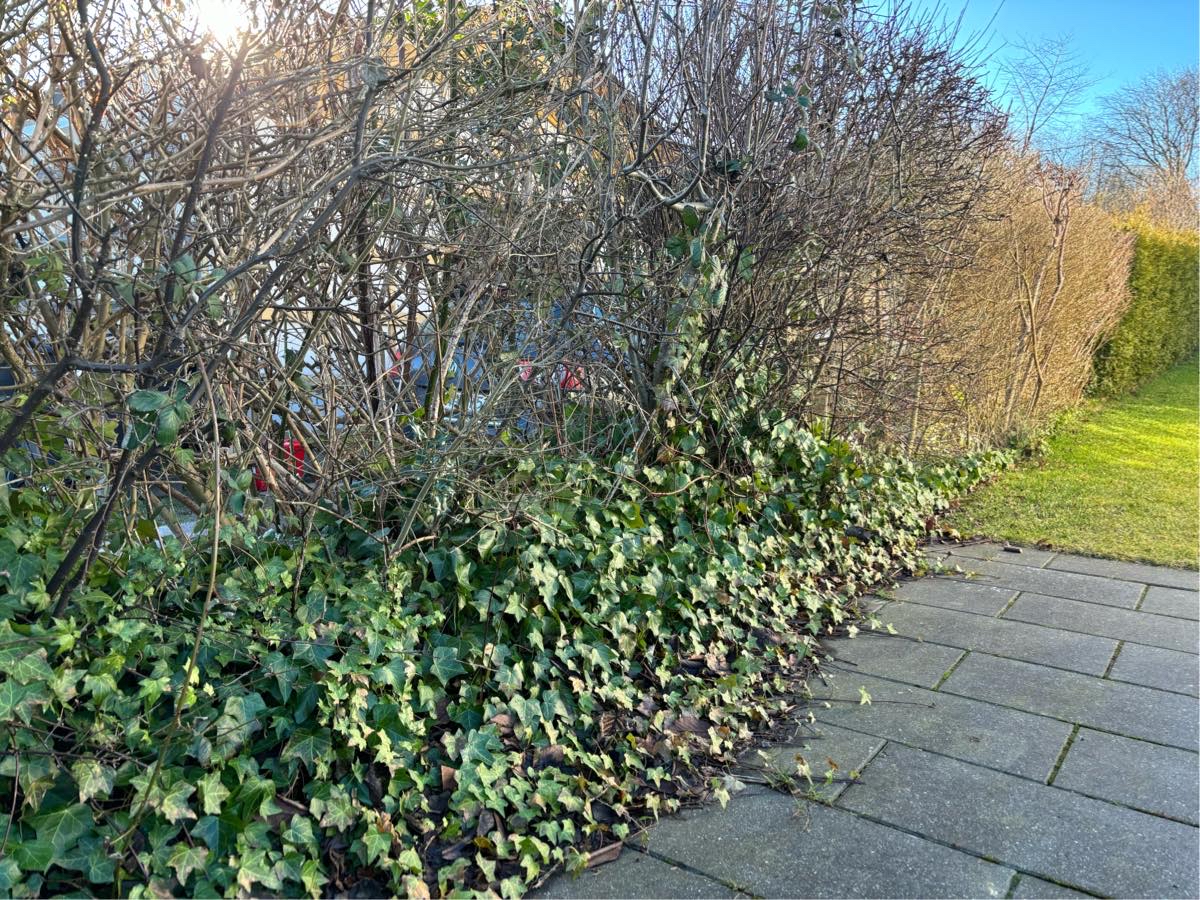 Jeg vil gerne have fjernet 10 meter hæk.