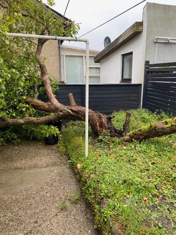 Fjernet et væltet træ fra stormen.