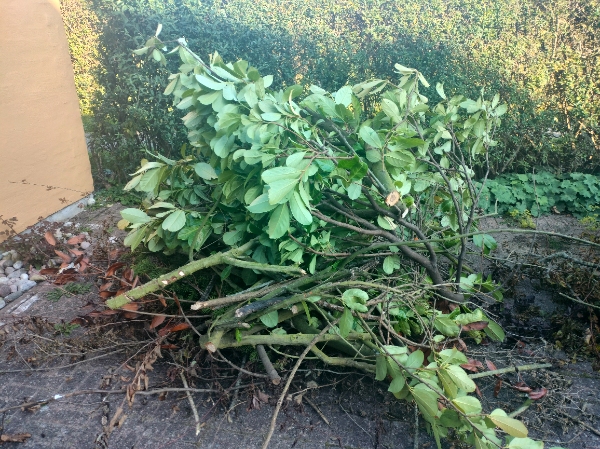 Afhentning af 6 bunker haveaffald.