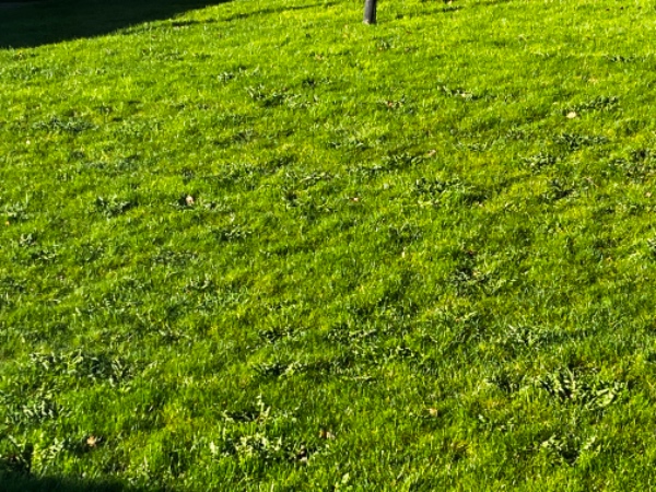 Sprøjtning af have mod ukrudt