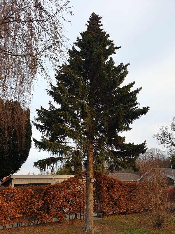 Fældning af 12-13 m grantræ