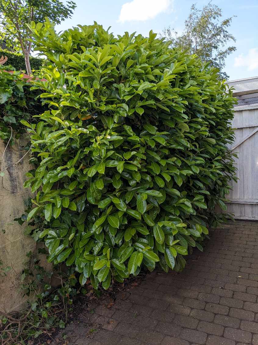 Fjernelse af efeu og laurbærbusk