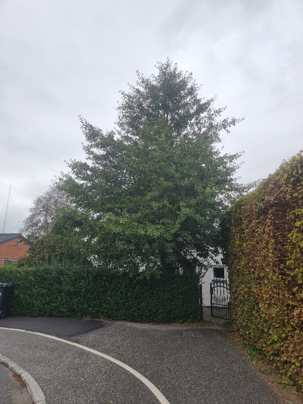 Beskæring af ginko geloba træ